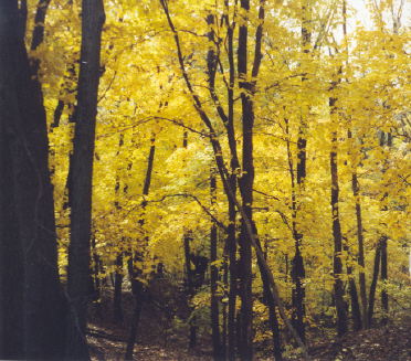 yellowfalltrees.jpg